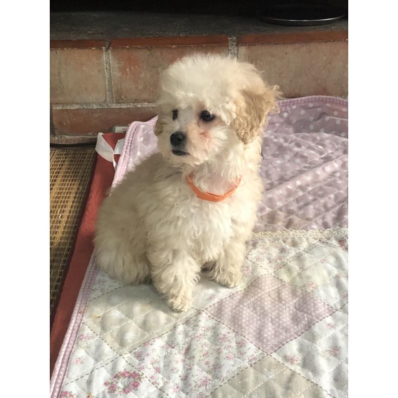 販売中の兵庫県のトイプードル-431958の8枚目