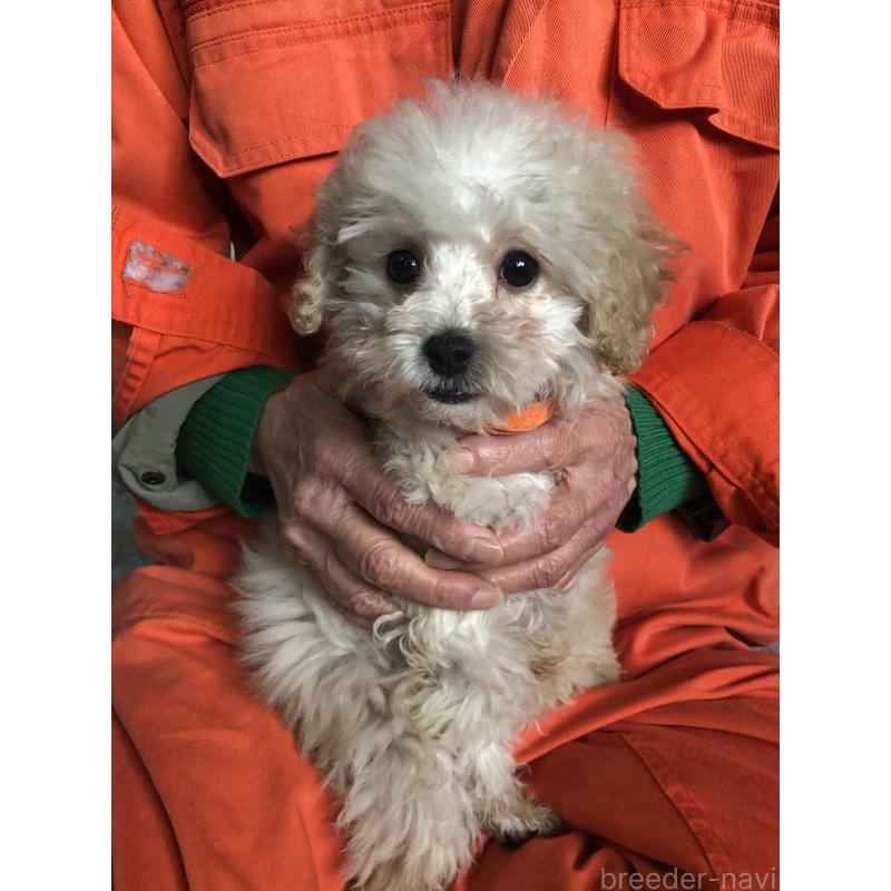 販売中の兵庫県のトイプードル-431958の7枚目