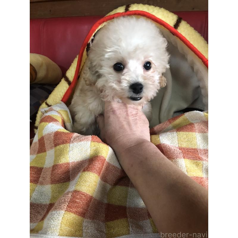 販売中の兵庫県のトイプードル-431958の6枚目