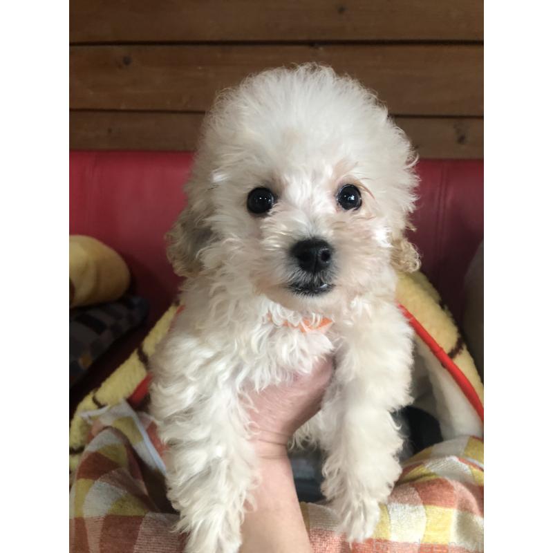 販売中の兵庫県のトイプードル-431958の5枚目