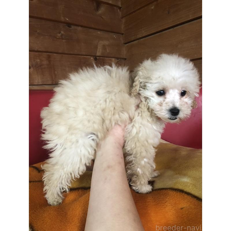 販売中の兵庫県のトイプードル-431958の4枚目