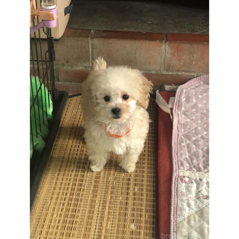 販売中の兵庫県のトイプードル-431958の3枚目