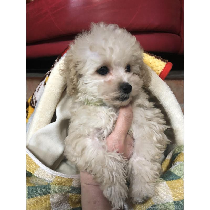 販売中の兵庫県のトイプードル-431958の2枚目