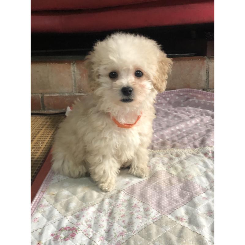 販売中の兵庫県のトイプードル-431958の1枚目