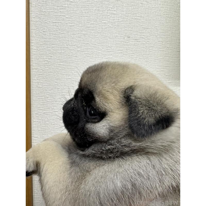 販売中の千葉県のパグ-440675の2枚目