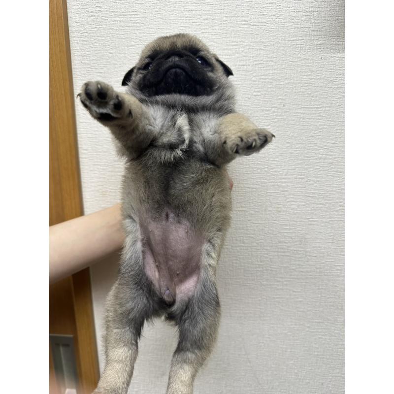 販売中の千葉県のパグ-440676の4枚目