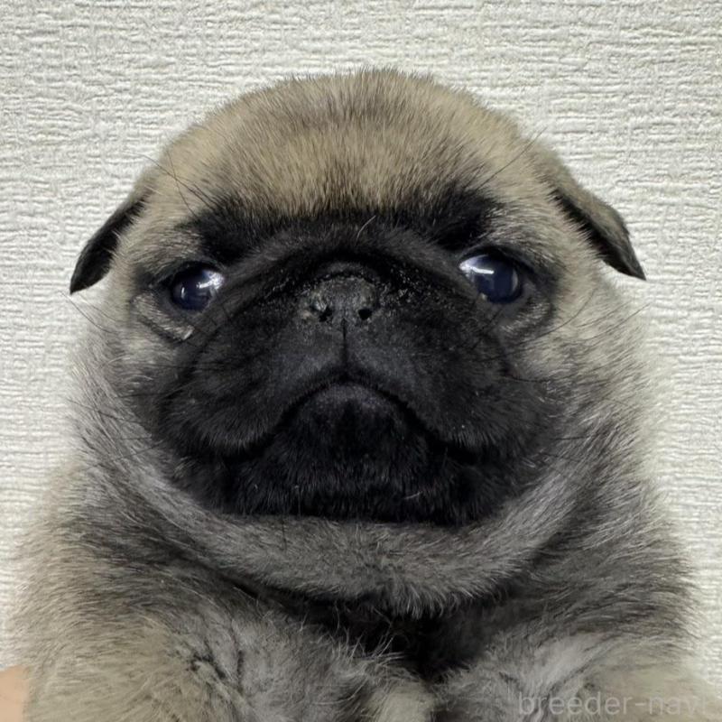 販売中の千葉県のパグ-440676