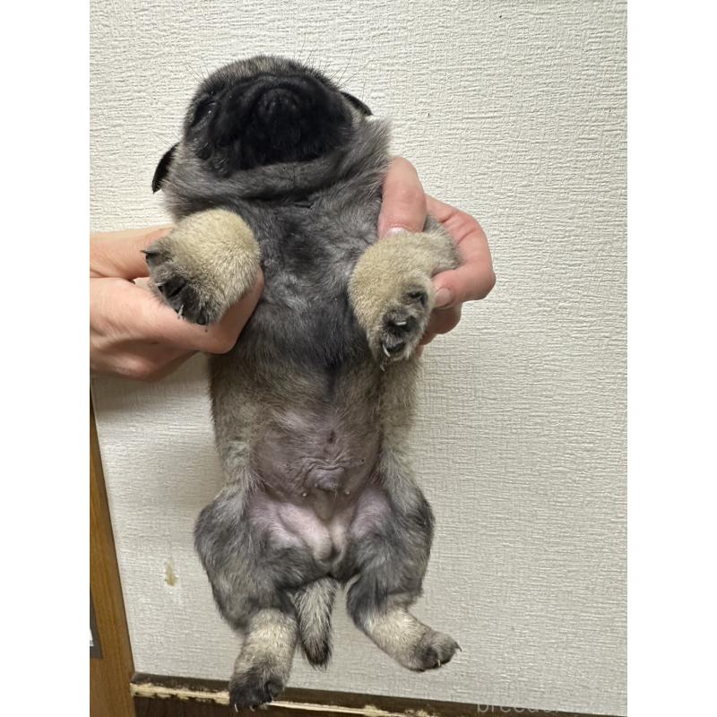 販売中の千葉県のパグ-440677の3枚目