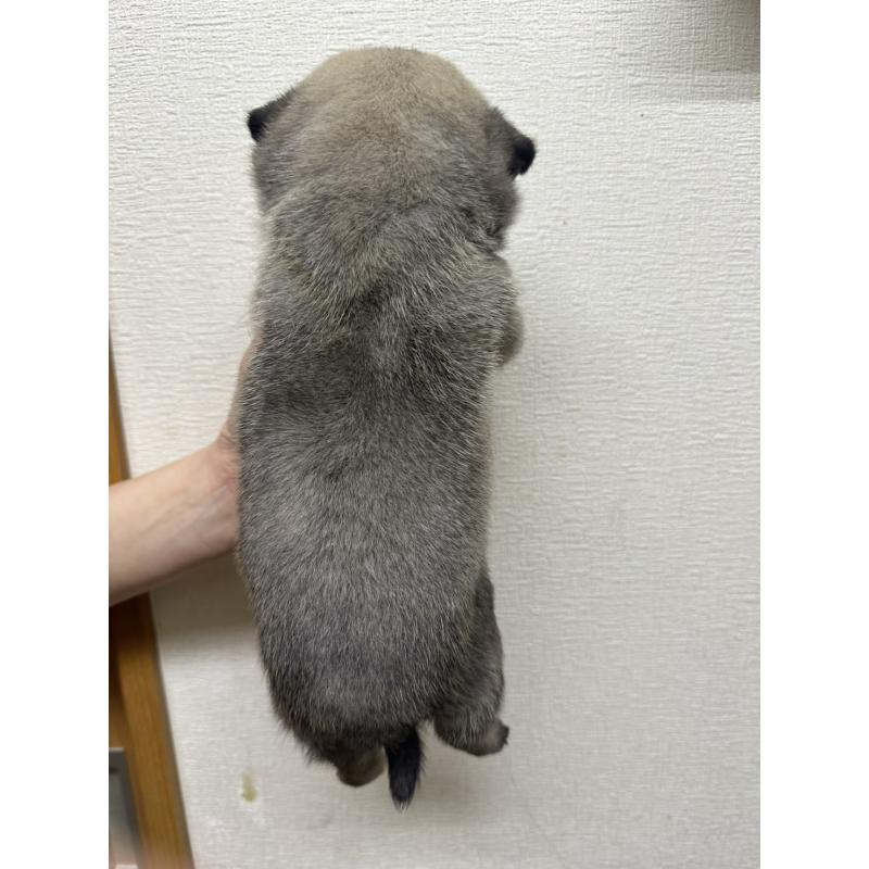 販売中の千葉県のパグ-440677の4枚目