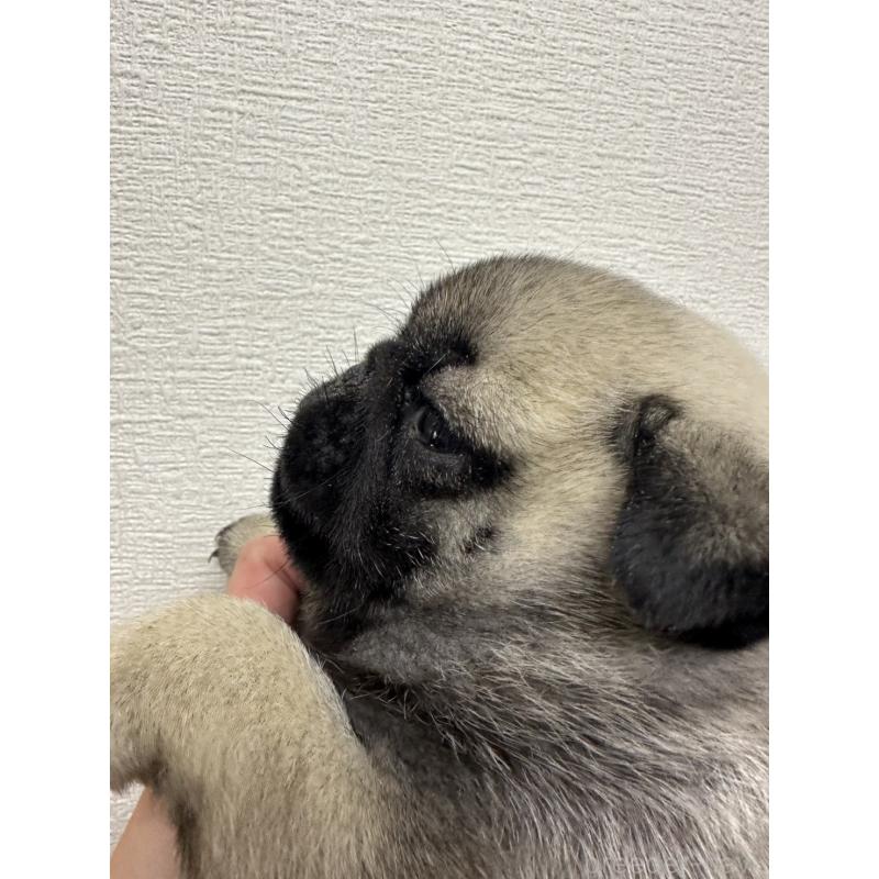 販売中の千葉県のパグ-440677の2枚目