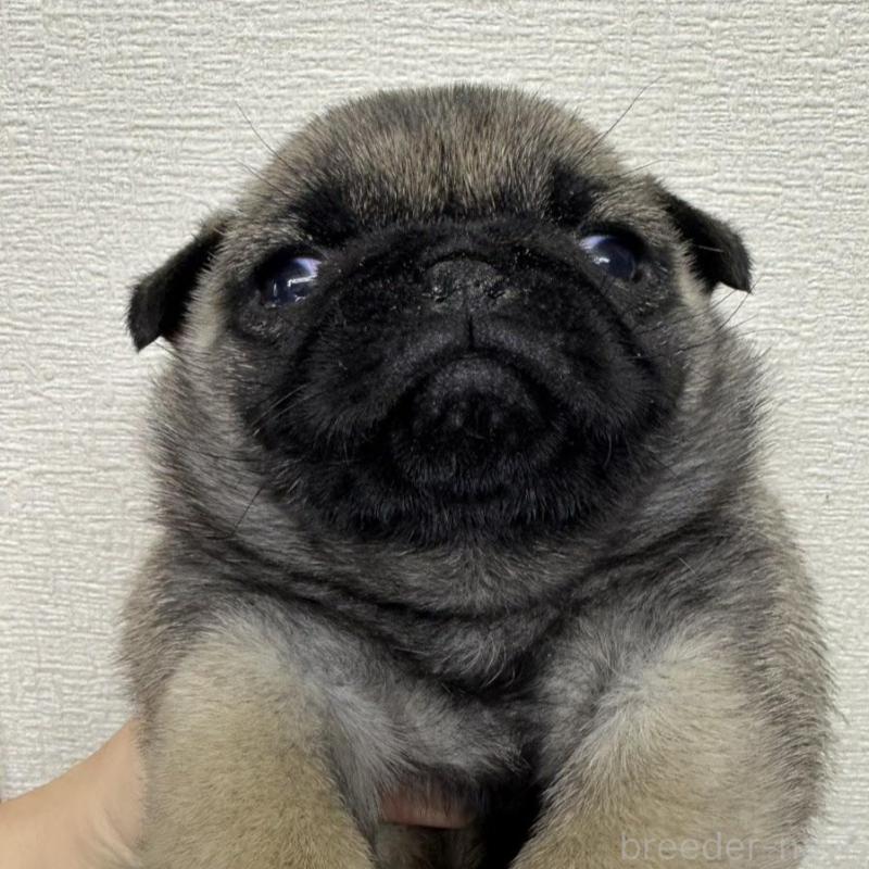 販売中の千葉県のパグ-440677の1枚目