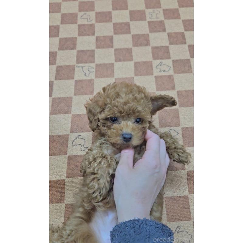 販売中の熊本県のタイニープードル-440679の5枚目