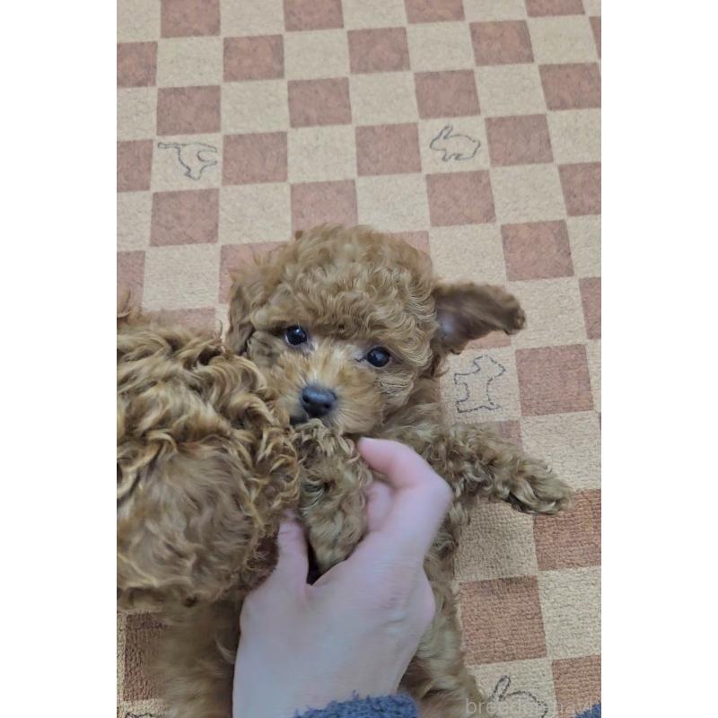 販売中の熊本県のタイニープードル-440679の4枚目