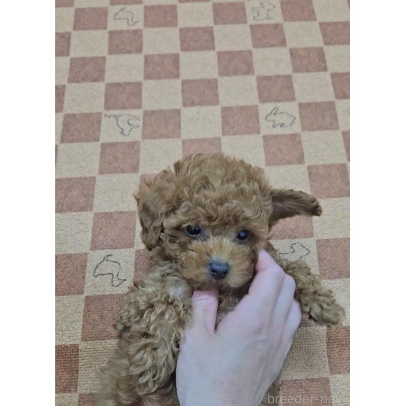 販売中の熊本県のタイニープードル-440679の3枚目