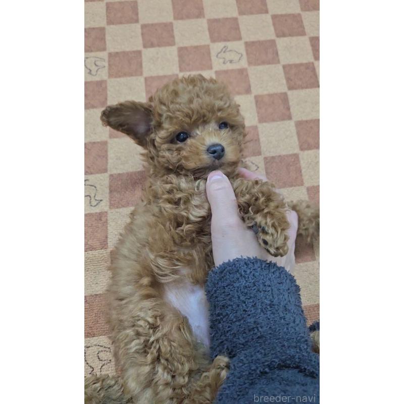 販売中の熊本県のタイニープードル-440679の2枚目