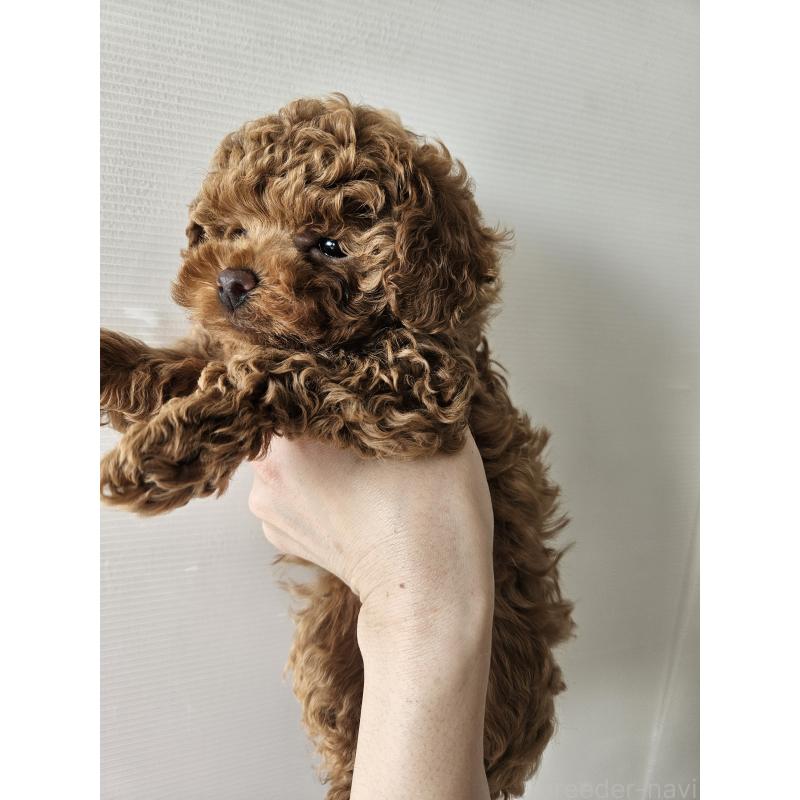 販売中の熊本県のタイニープードル-440690の7枚目