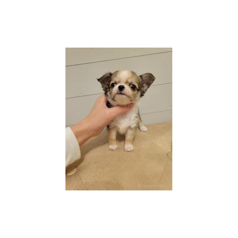 販売中の滋賀県のチワワ(ロングコート)-440680の2枚目