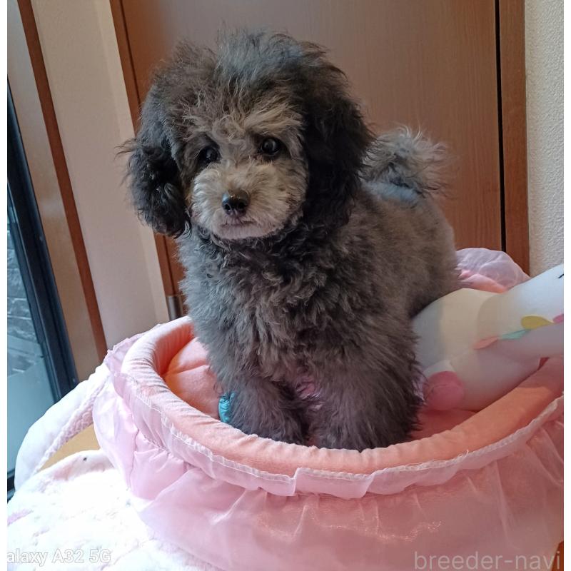 販売中の三重県のトイプードル-410266の17枚目