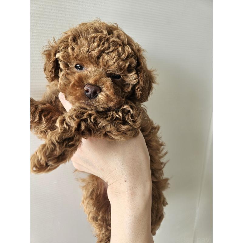 販売中の熊本県のタイニープードル-440690の6枚目