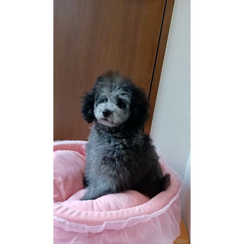 販売中の三重県のトイプードル-410266の16枚目