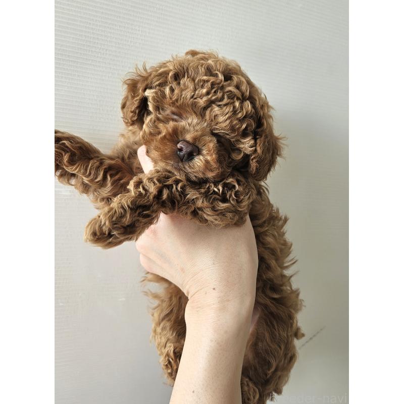 販売中の熊本県のタイニープードル-440690の5枚目