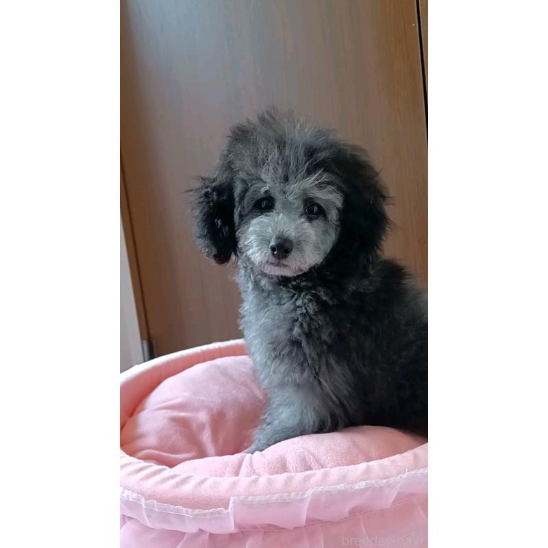 販売中の三重県のトイプードル-410266の15枚目