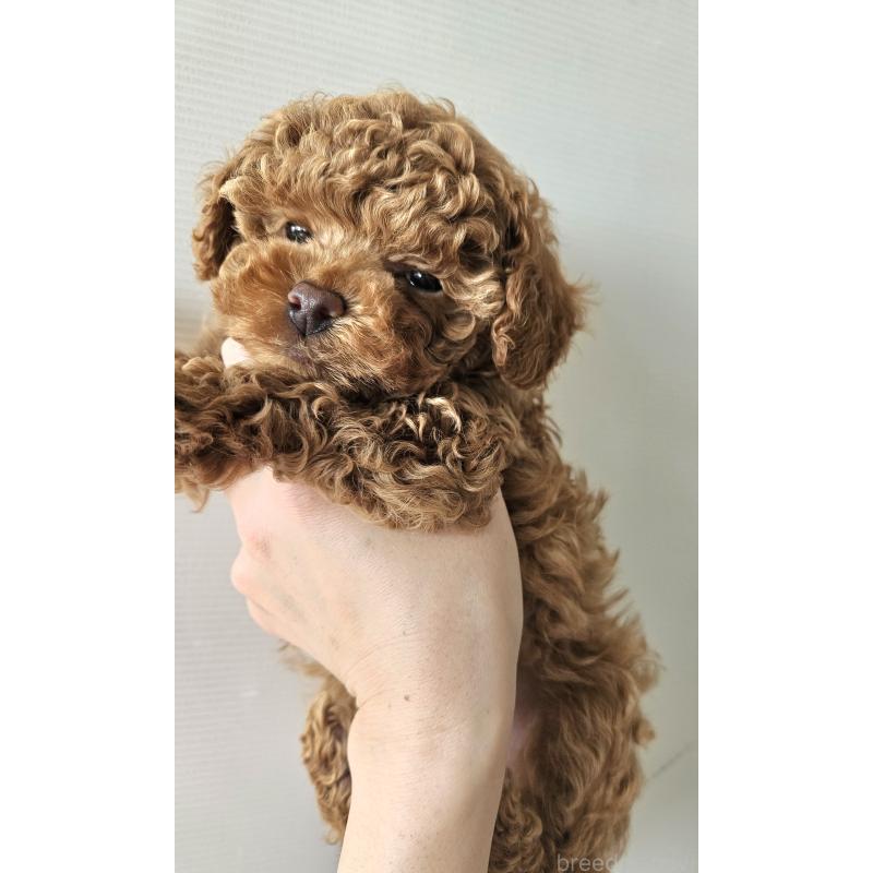 販売中の熊本県のタイニープードル-440690の4枚目