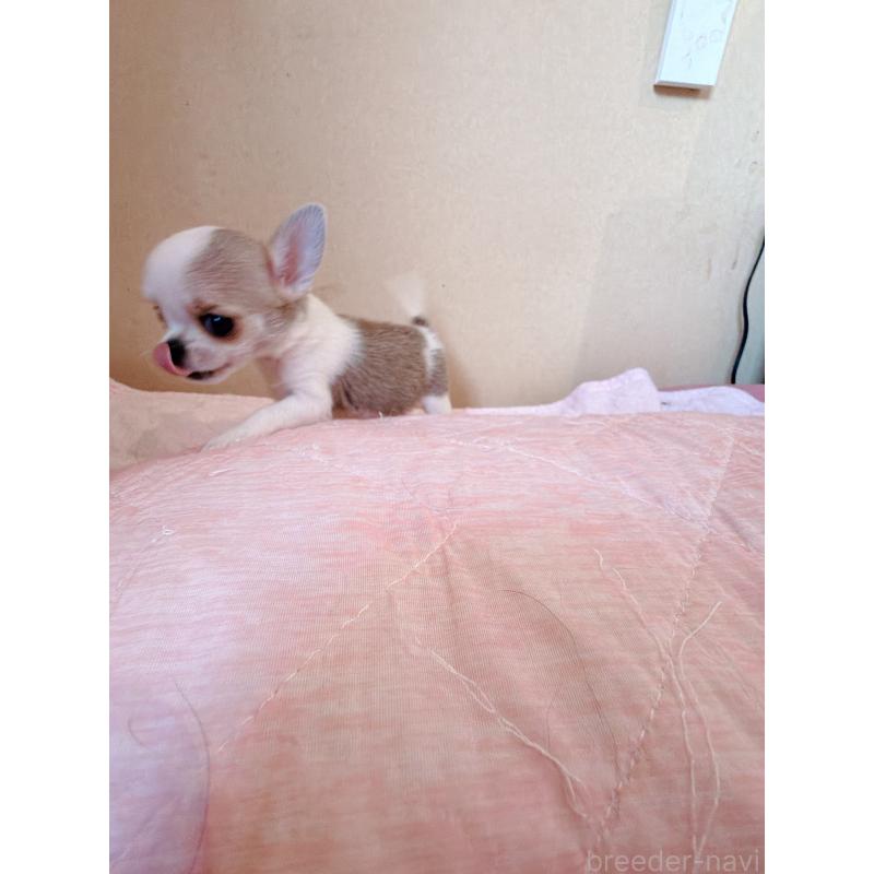 販売中の香川県のチワワ(スムースコート)-437433の7枚目