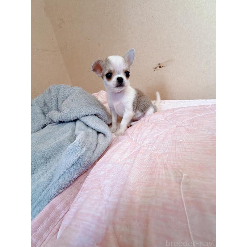 販売中の香川県のチワワ(スムースコート)-437433の4枚目