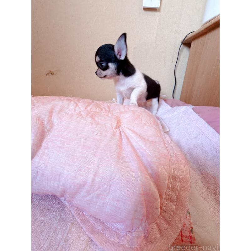 販売中の香川県のチワワ(スムースコート)-437432の6枚目