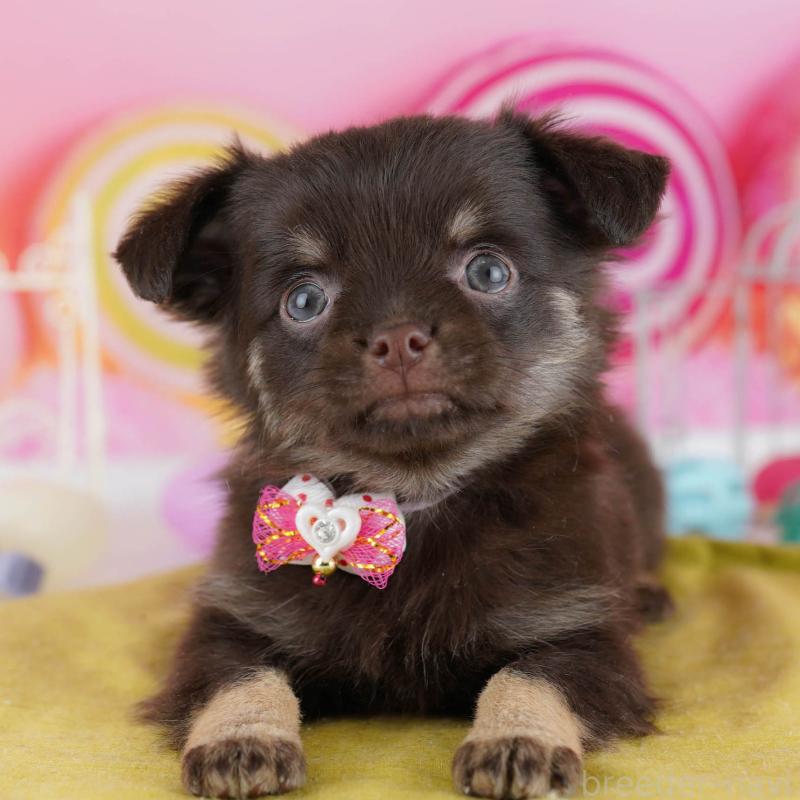 販売中の神奈川県のチワワ(ロングコート)-440682の1枚目