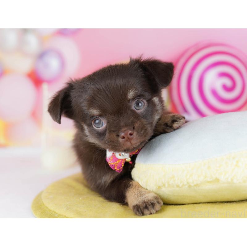 販売中の神奈川県のチワワ(ロングコート)-440682の14枚目