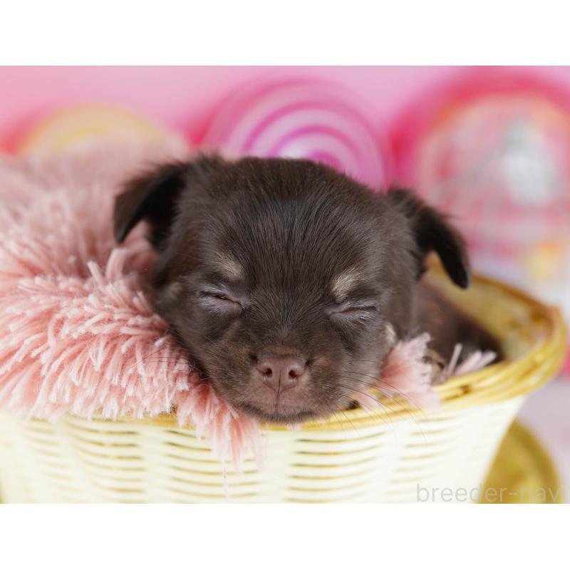 販売中の神奈川県のチワワ(ロングコート)-440682の12枚目