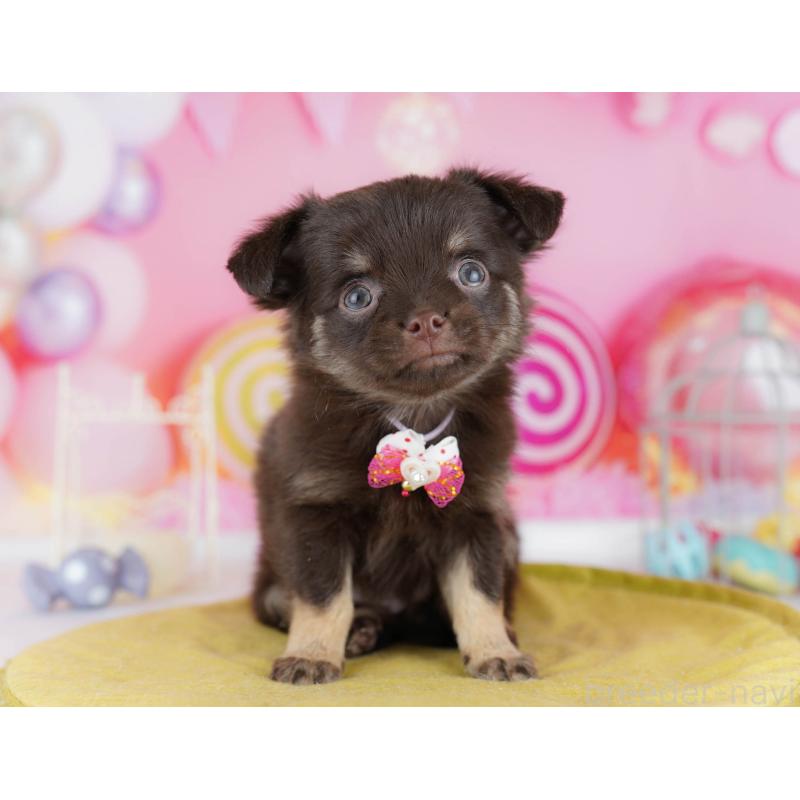 販売中の神奈川県のチワワ(ロングコート)-440682の10枚目