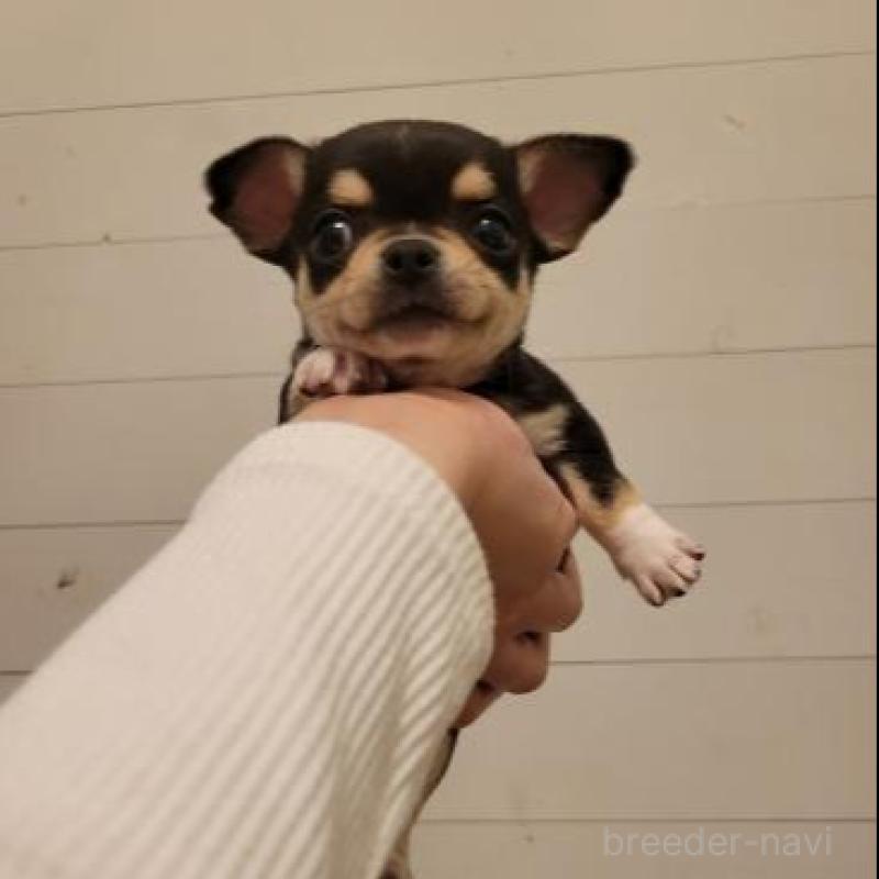 販売中の滋賀県のチワワ(スムースコート)-440681