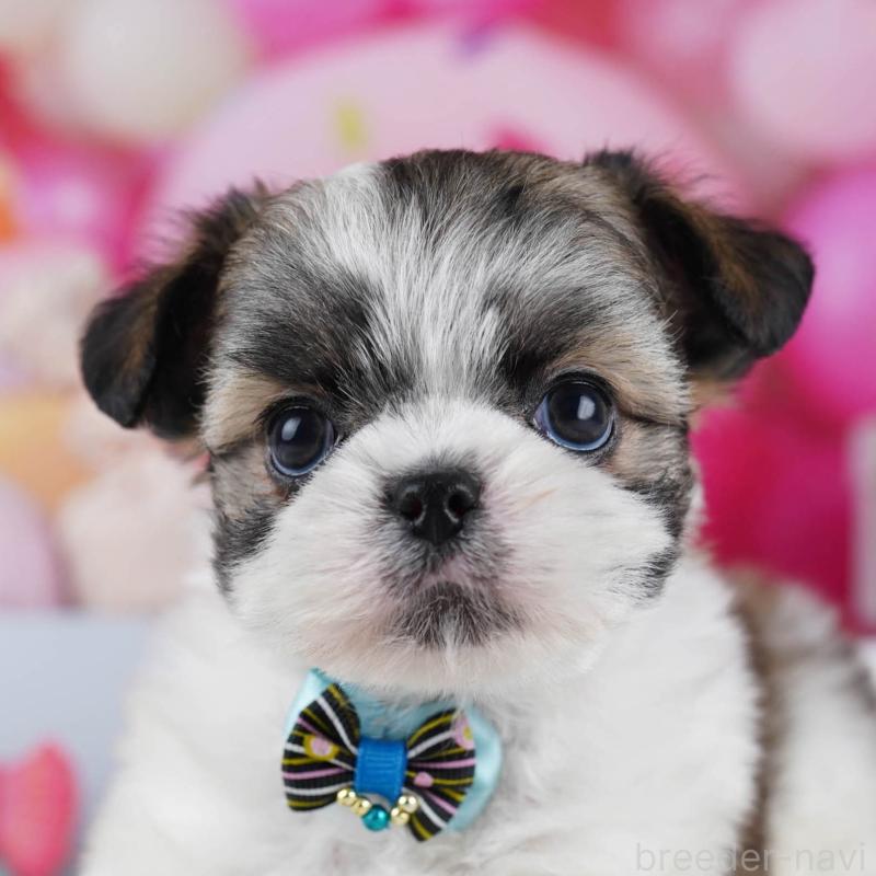 販売中の神奈川県のチワズー:チワワ×シーズー-440684の1枚目