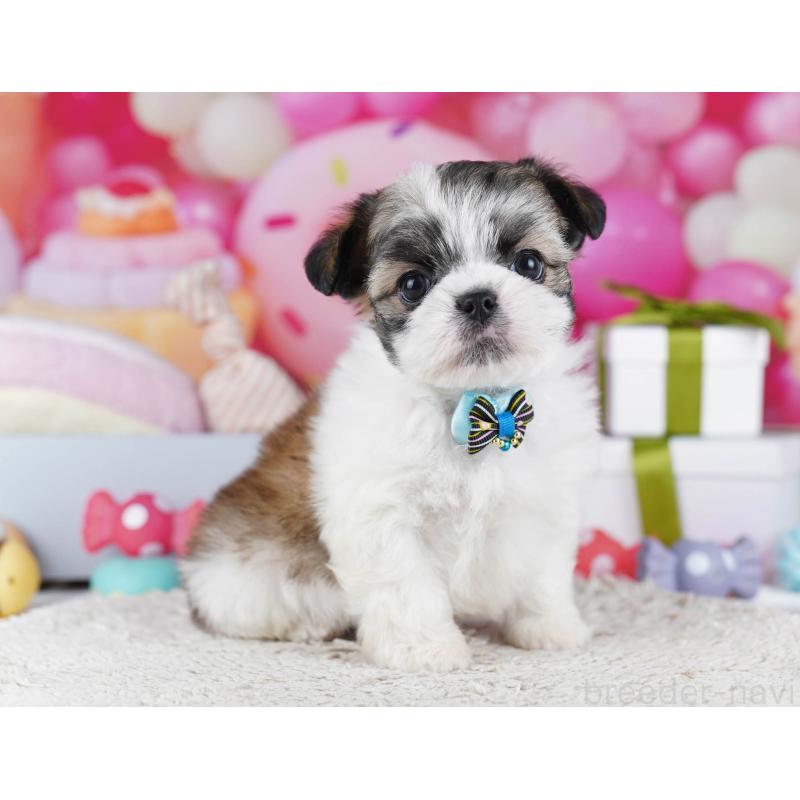 販売中の神奈川県のチワズー:チワワ×シーズー-440684の15枚目