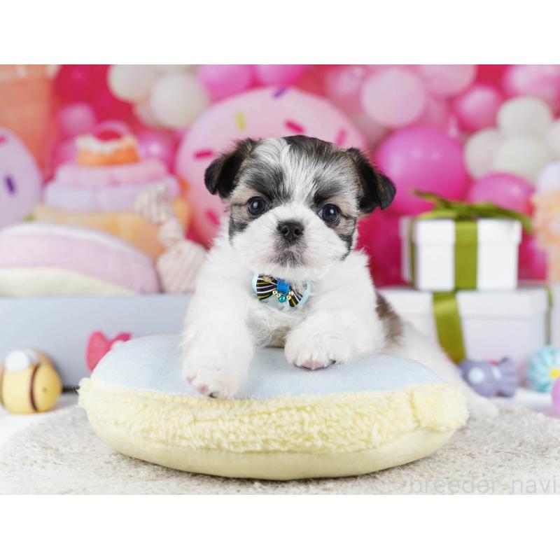 販売中の神奈川県のチワズー:チワワ×シーズー-440684の14枚目