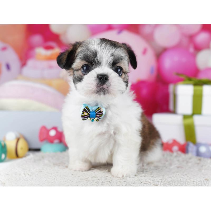 販売中の神奈川県のチワズー:チワワ×シーズー-440684の11枚目