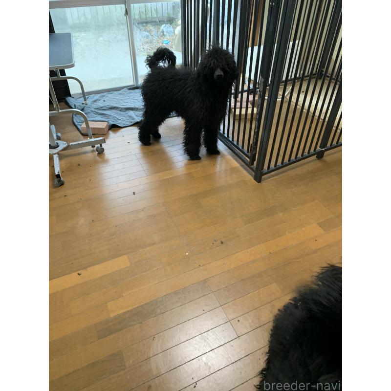 販売中の神奈川県のスタンダードプードル-440685の2枚目