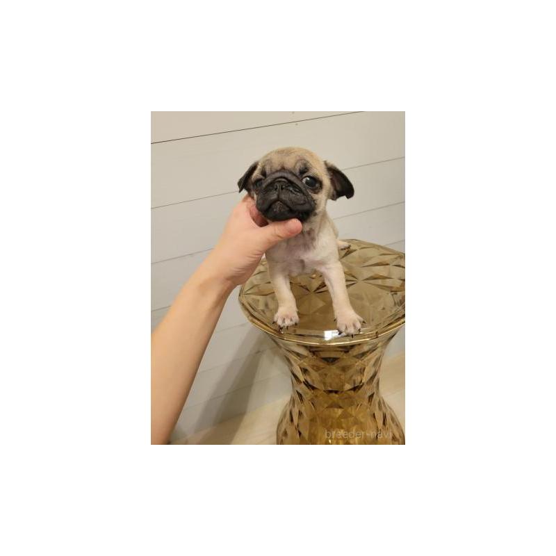 販売中の滋賀県のパグ-440686の2枚目