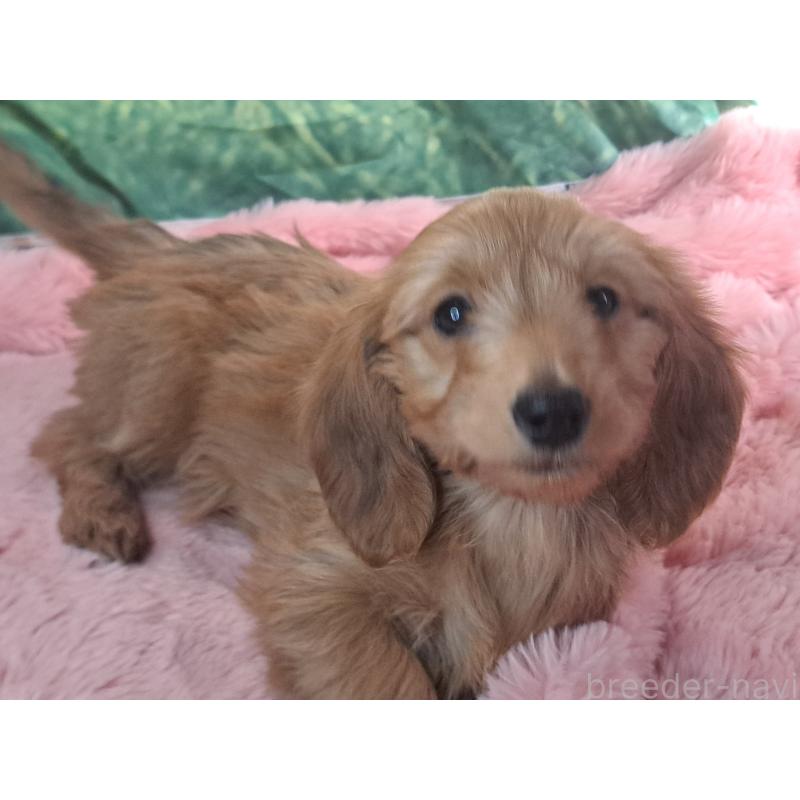 成約済の愛知県のダップー:ミニチュアダックスフンド×トイプードル-429293