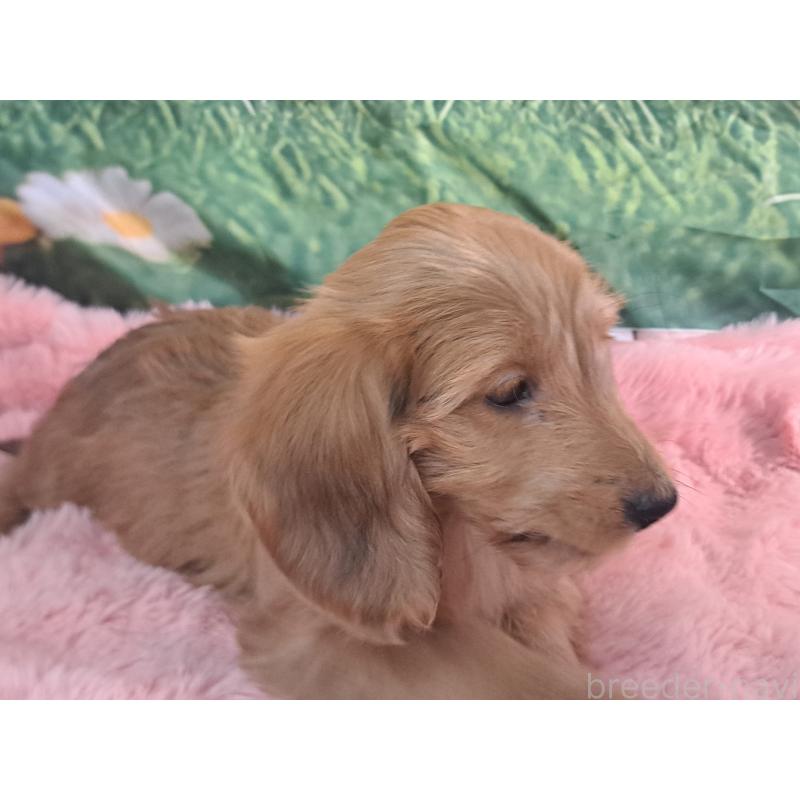 成約済の愛知県のダップー:ミニチュアダックスフンド×トイプードル-429293の5枚目