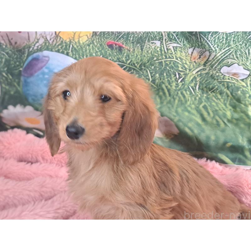 成約済の愛知県のダップー:ミニチュアダックスフンド×トイプードル-429293の4枚目