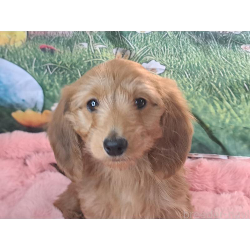 成約済の愛知県のダップー:ミニチュアダックスフンド×トイプードル-429293の3枚目