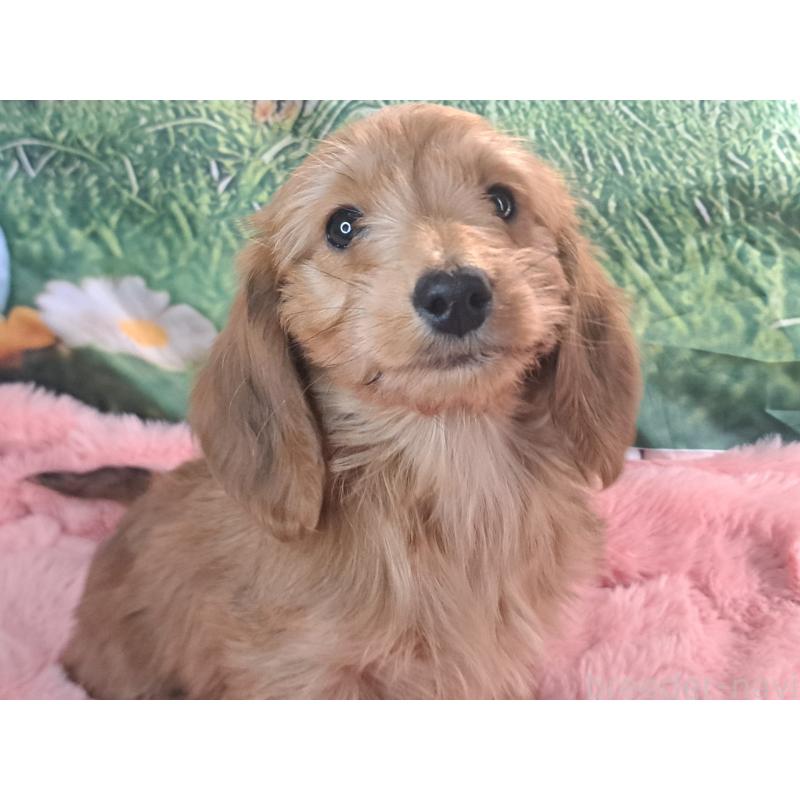 成約済の愛知県のダップー:ミニチュアダックスフンド×トイプードル-429293の2枚目