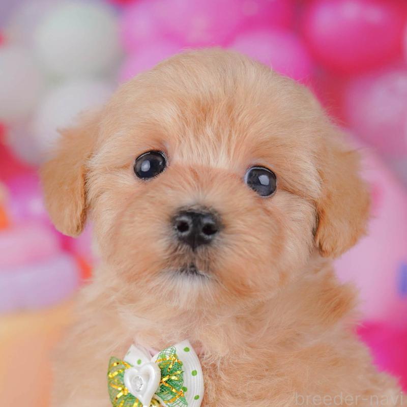 販売中の神奈川県のマルプー:マルチーズ×トイプードル-440689