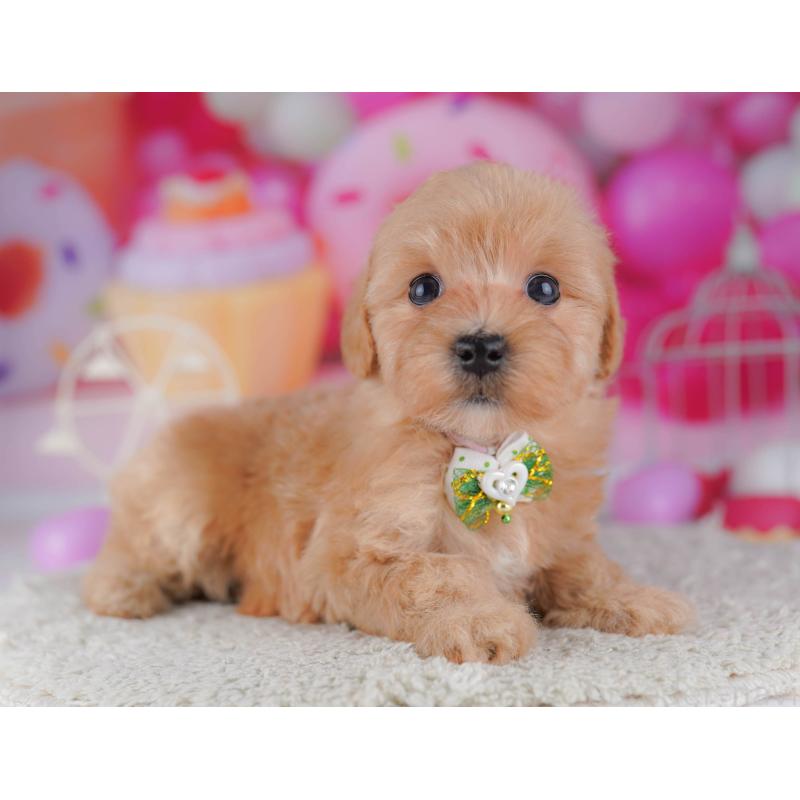 販売中の神奈川県のマルプー:マルチーズ×トイプードル-440689の14枚目