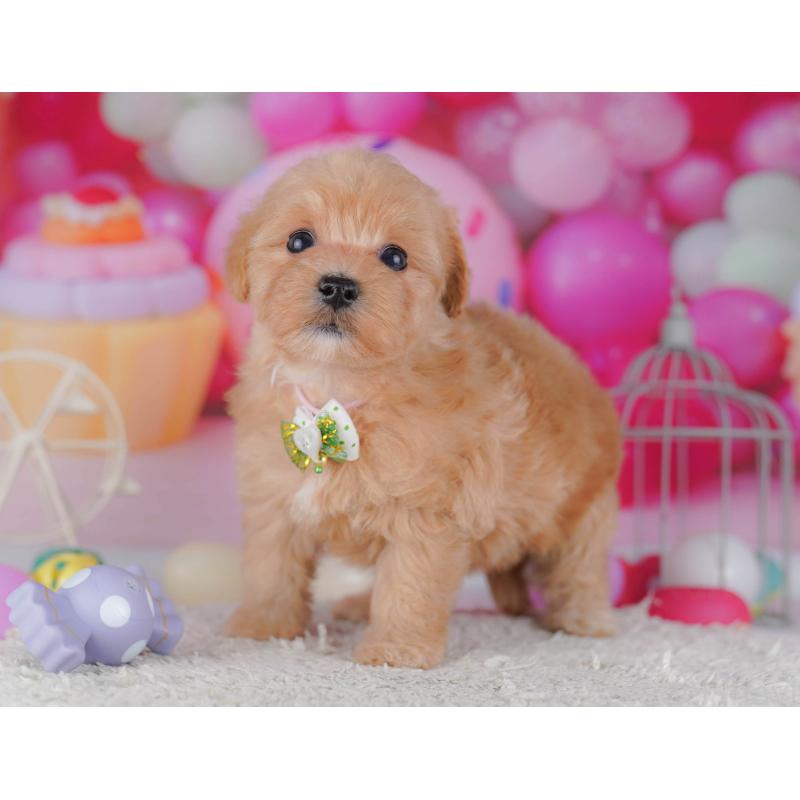 販売中の神奈川県のマルプー:マルチーズ×トイプードル-440689の13枚目