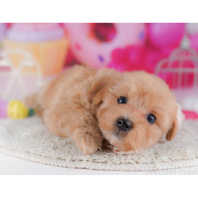 販売中の神奈川県のマルプー:マルチーズ×トイプードル-440689の12枚目